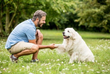 A Complete Pet Training Masterclass