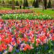 bed of flowers showing the design of a garden