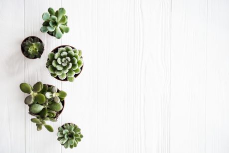 3 courses In 1 – House Plants, Succulents And Herbs