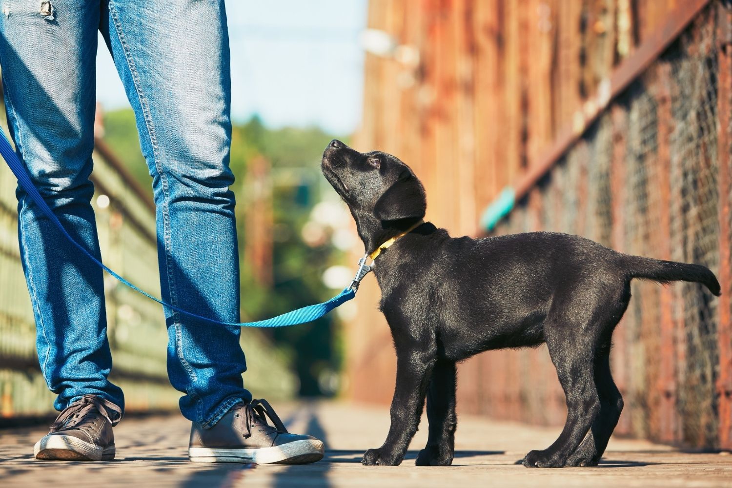 Dog Training Leash Training Simple Dog Training Methods Skill Success