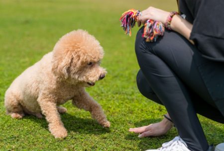 Dog Training: A-Z Guide To Puppy and Dog Training