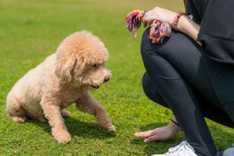 Dog Training: A-Z Guide To Puppy and Dog Training