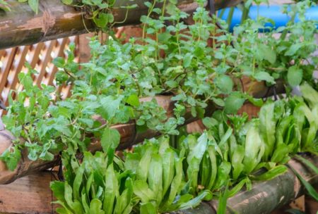 home herb garden