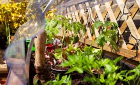 vegetable garden