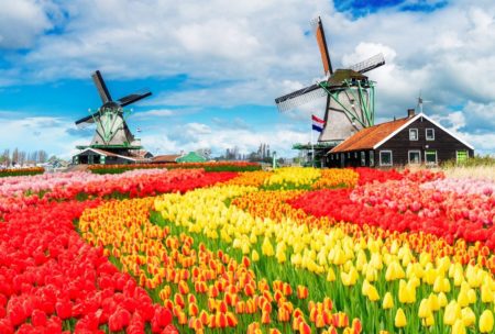 colorful dutch landscape windmills and flowers