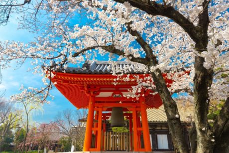 a red pagoda stands gracefully amidst blooming cherry blossoms, symbolizing Japanese culture and beauty for beginners