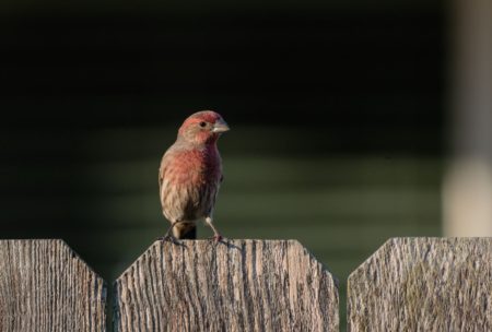 bird sitting on fence